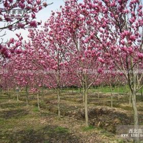 二乔玉兰价格_二乔玉兰产地_二乔玉兰绿化苗木苗圃基地