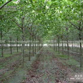 法桐价格_法桐图片_法桐产地_法桐绿化苗木苗圃基地