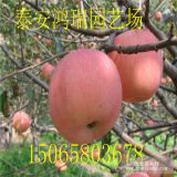 泰安蘋果苗價(jià)格 紅富蘋果苗 金帥蘋果苗