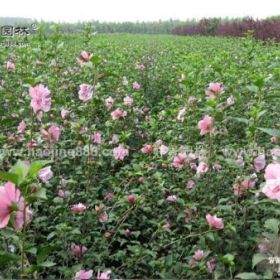 红花木槿价格_红花木槿产地_红花木槿绿化苗木苗圃基地