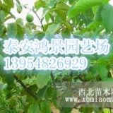 8518核桃苗价格，供应各种品种核桃苗，核桃苗厂家