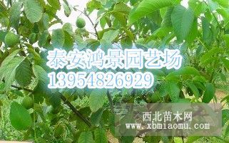 8518核桃苗价格，供应各种品种核桃苗，核桃苗厂家