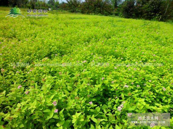 金焰繡線菊