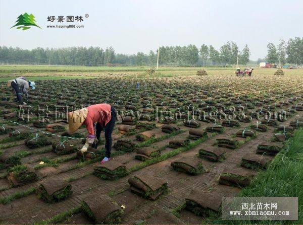 高羊茅草坪