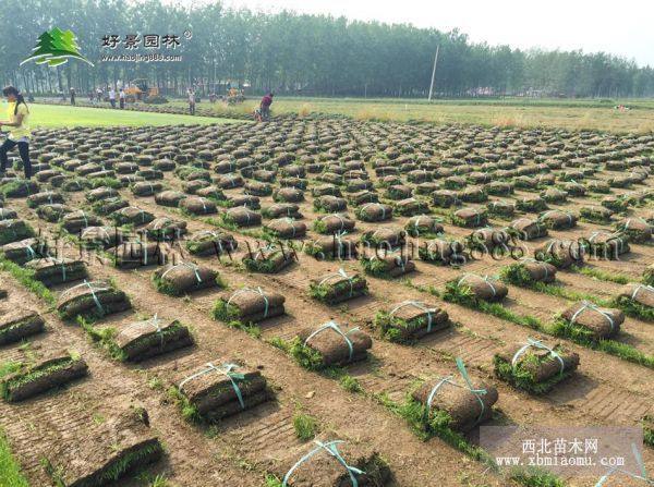 黑麥草草坪