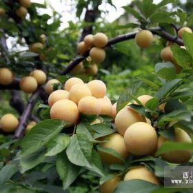 貴州李子苗基地，貴州李子苗種植技術(shù)