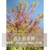 8公分香花槐報(bào)價(jià) 香花槐批發(fā)