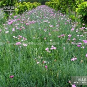 石竹价格_石竹图片_石竹产地_石竹绿化苗木苗圃基地