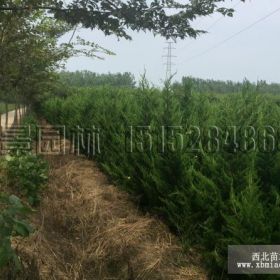 直生龙柏价格_直生龙柏产地_直生龙柏绿化苗木苗圃基地