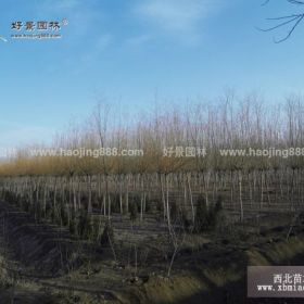 直柳价格_直柳图片_直柳产地_直柳绿化苗木苗圃基地