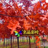 沼生櫟、北美紅櫟、柳葉櫟