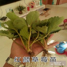 红颜草莓苗 章姬草莓苗 草莓苗价格优惠