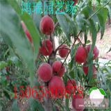 石家莊桃樹(shù)苗供應(yīng) 萊山蜜桃樹(shù)苗熱購(gòu) 紅甘露桃樹(shù)苗熱銷(xiāo)