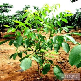 香玲核桃苗 核桃苗 核桃苗基地