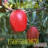 山東金帥蘋果苗價(jià)格蘋果苗 紅富士蘋果苗直銷 信濃紅蘋果苗批發(fā)