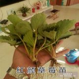 草莓苗 章姬 紅顏  甜查理 法蘭地等優(yōu)質草莓苗