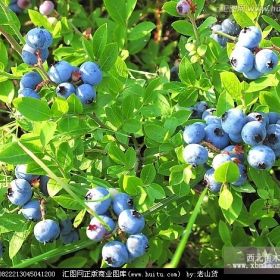 奥尼尔2年蓝莓苗价格，蓝莓苗介绍