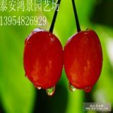 櫻桃苗種植技術(shù)