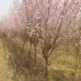 供应美人梅，晚樱，日本樱花，樱花基地