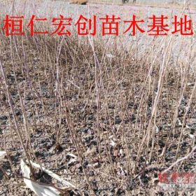 软枣猕猴桃小苗、软枣猕猴桃基地、辽宁软枣猕猴桃