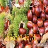 石豐板栗苗銷(xiāo)售 燕紅板栗苗熱銷(xiāo) 紅光板栗苗貨源地