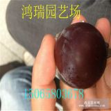 翠紅李子苗 茵紅李子苗價格 山東李子苗貨源地