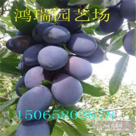 秋季李子苗價(jià)格 茵紅李子苗直銷 布朗李子苗貨源地