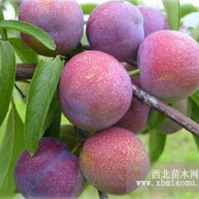 巴中李子苗種植技術(shù)，巴中李子苗出售， 巴中李子苗產(chǎn)量