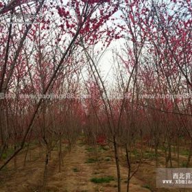 碧桃价格_碧桃图片_碧桃产地_碧桃绿化苗木苗圃基地