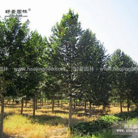 深山含笑价格_深山含笑产地_深山含笑绿化苗木苗圃基地