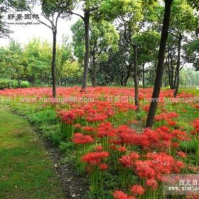 石蒜价格_石蒜图片_石蒜产地_石蒜绿化苗木苗圃基地