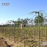 盤槐價(jià)格_盤槐圖片_盤槐產(chǎn)地_盤槐綠化苗木苗圃基地