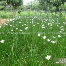 葱兰草价格_葱兰草图片_葱兰草产地_葱兰草绿化苗木苗圃基地