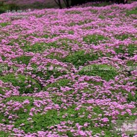 红花杂酱草价格_红花杂酱草产地_红花杂酱草绿化苗木苗圃基地