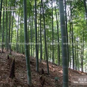 雷竹价格_雷竹图片_雷竹产地_雷竹竹苗竹子基地