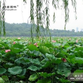 荷花价格_荷花图片_荷花产地_荷花基地