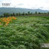 旱傘草價格_旱傘草圖片_旱傘草產地_旱傘草基地