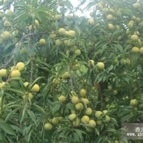 重慶青脆李子苗價(jià)格，重慶青脆李子苗種植技術(shù)，重慶青脆李子苗出