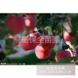 岳陽紅蘋果苗 遼寧岳陽紅蘋果苗