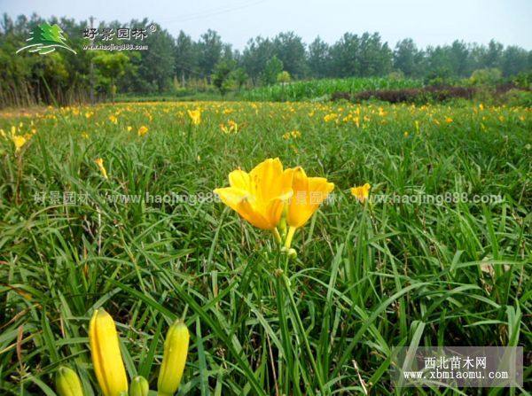 大花萱草的种植方法(大花萱草价格高度40公分)