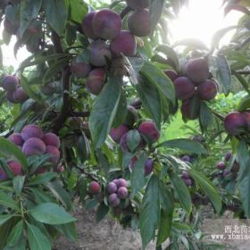 甘肅李子苗基地，甘肅李子苗品種