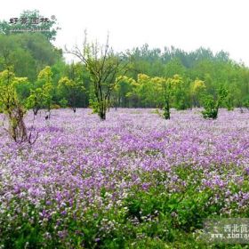 二月兰价格_二月兰图片_二月兰产地_二月兰绿化苗木苗圃基地