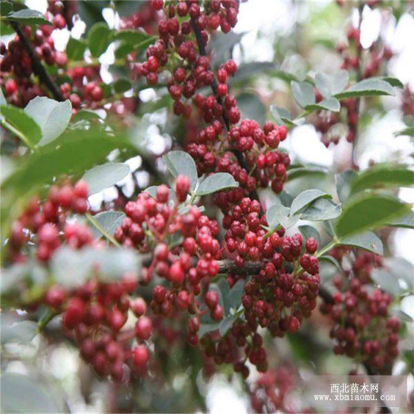 大紅袍花椒苗