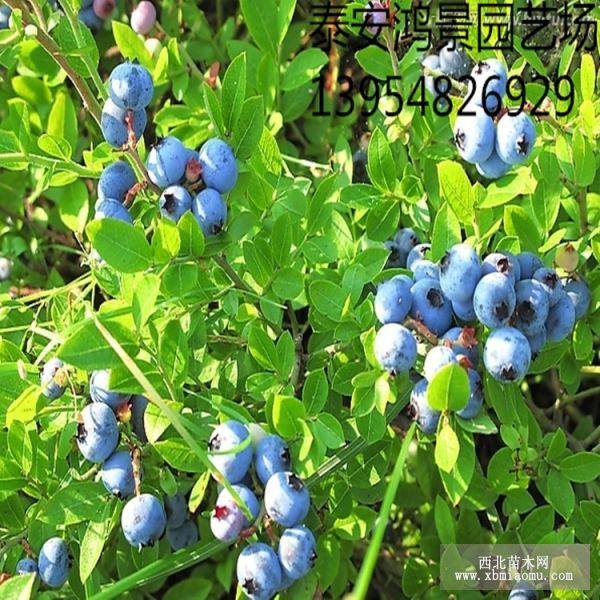 奥尼尔蓝莓苗