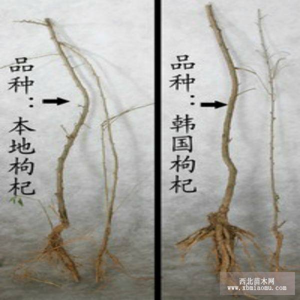 韓國枸杞苗