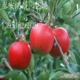 山東紅富士蘋果苗，蘋果苗價(jià)格，蘋果苗圖片