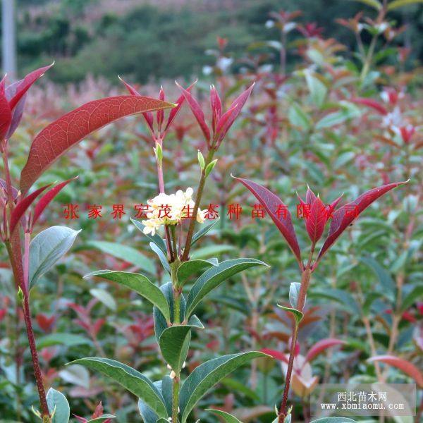 桂花小苗