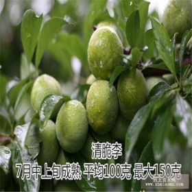 青脆李子苗 青脆李子苗价格