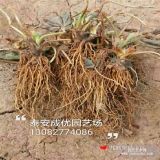 草莓苗多少錢一棵草莓苗批發(fā)基地四季草莓苗