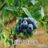 北高丛蓝莓苗 红利蓝莓